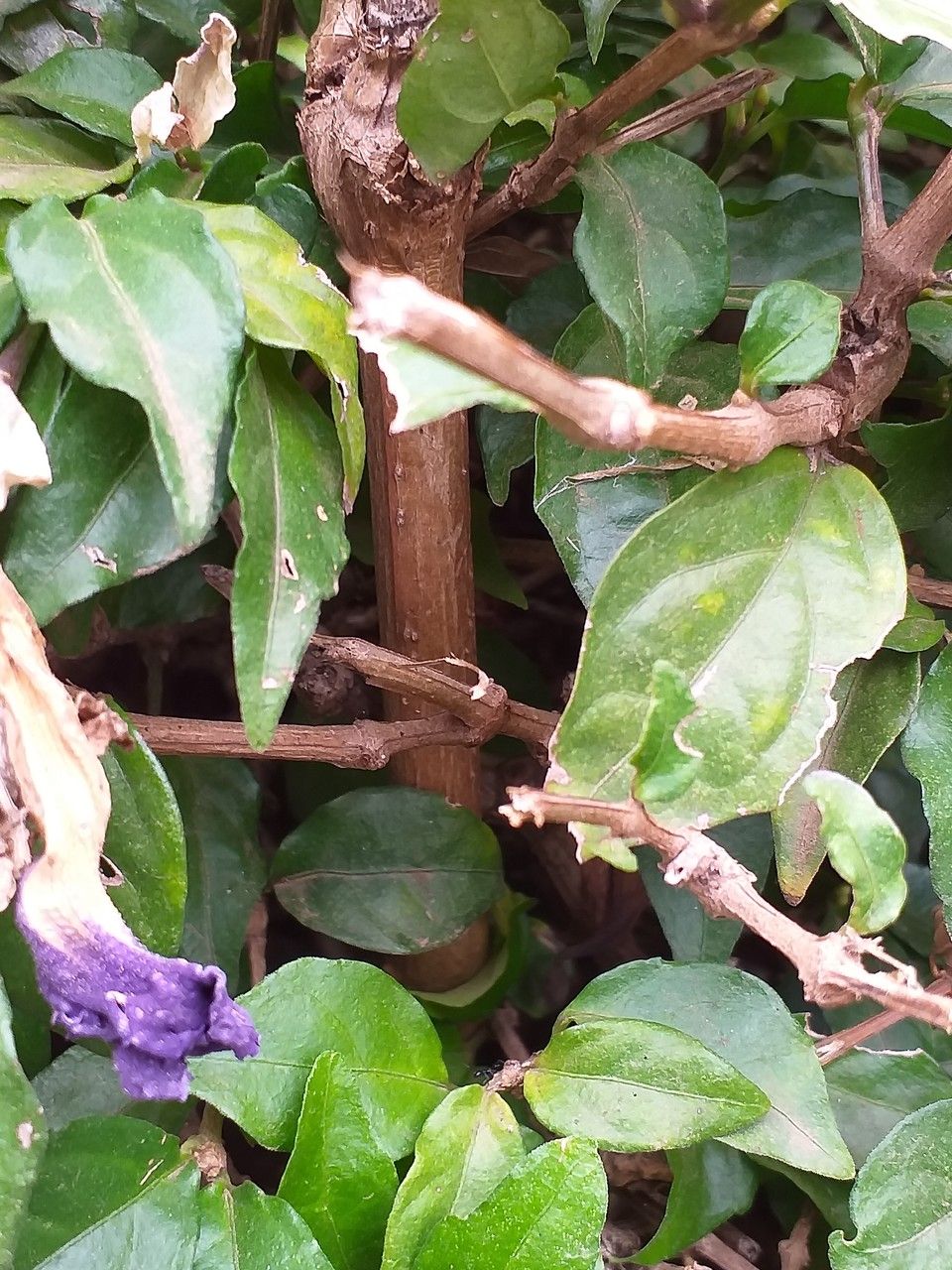 Thunbergia erecta bark