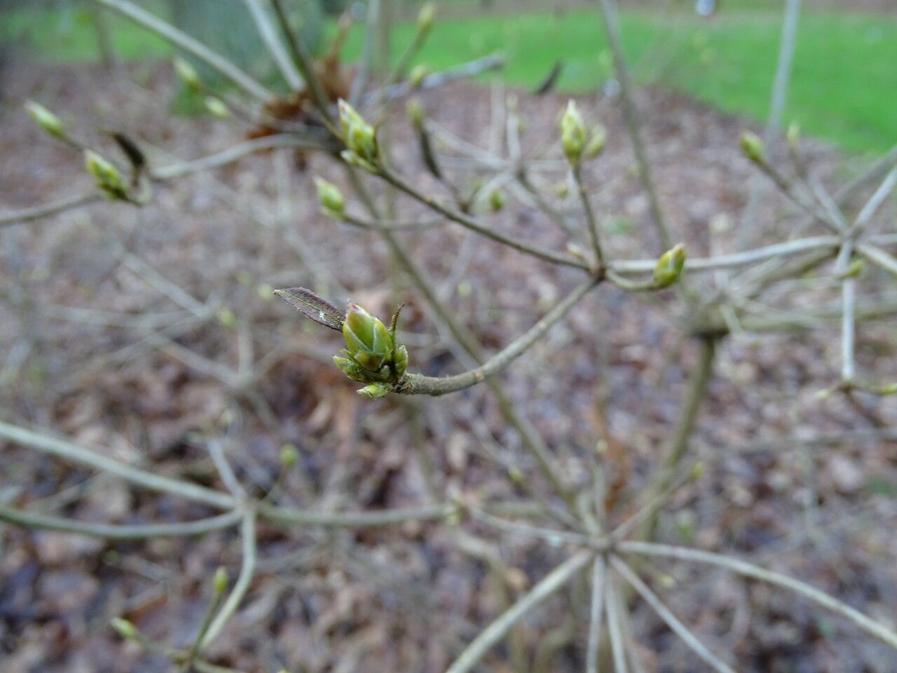 Rhododendron eastmanii leaf