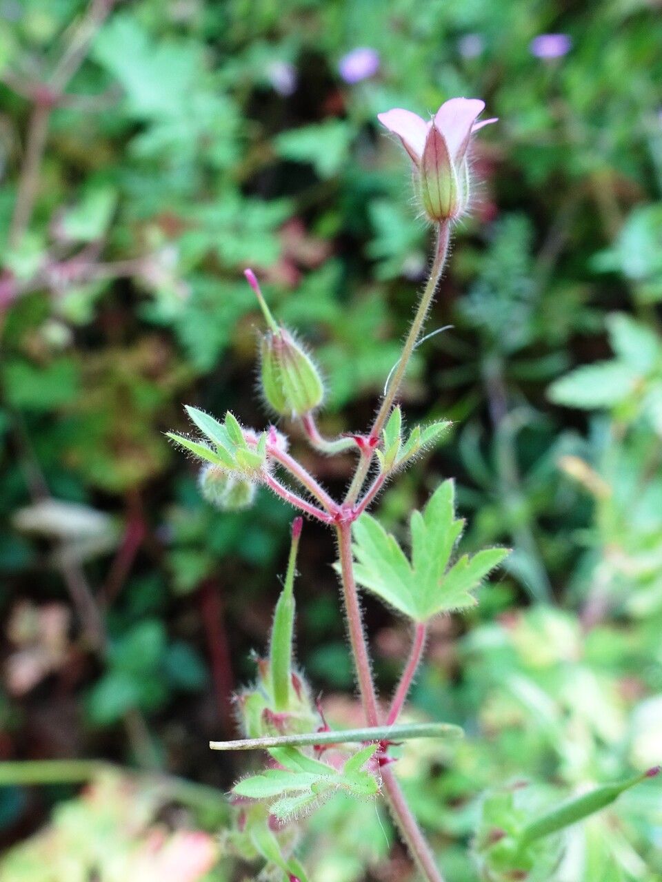 Geranium rotundifolium flower