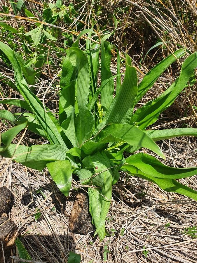Chlorophytum gallabatense leaf