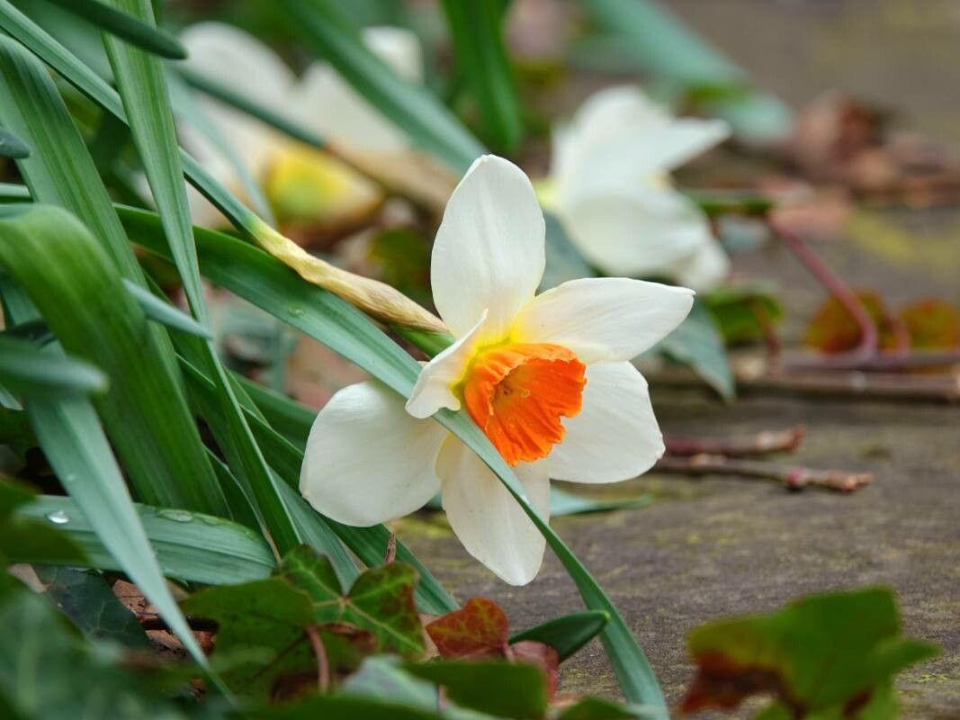 Narcissus × incomparabilis flower