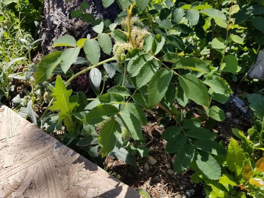 Phacelia hastata leaf
