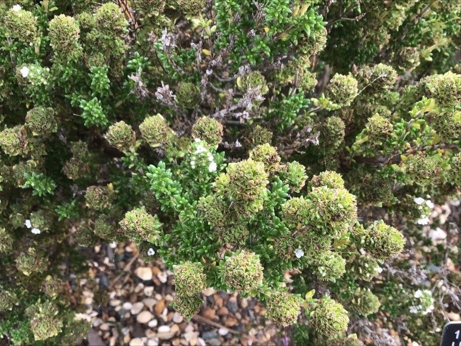 Thymus carnosus leaf