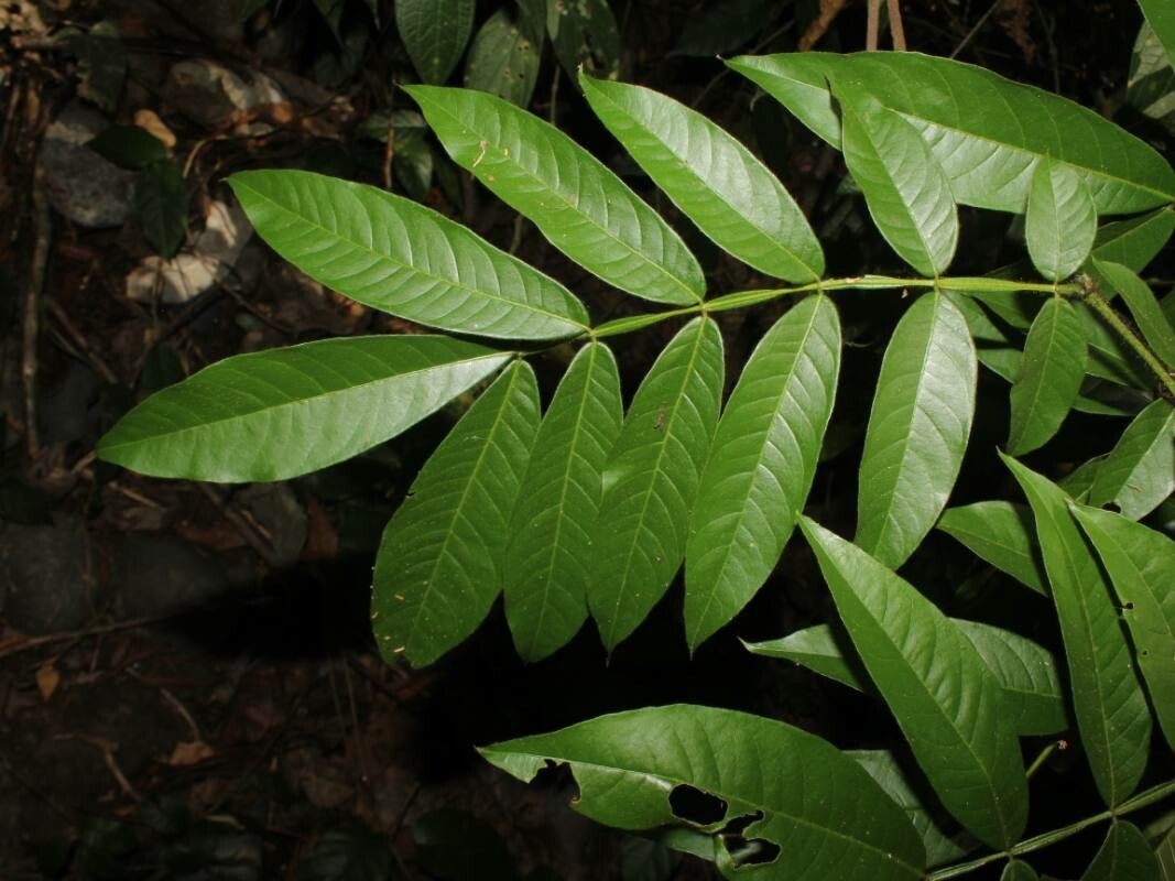 Inga bracteifera — houseplant care guide