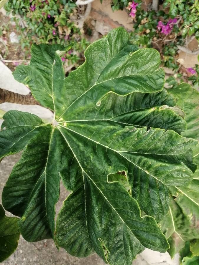 Tetrapanax papyrifer — search result for 'Araliaceae'