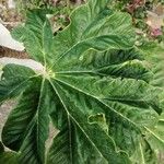 Tetrapanax papyrifer