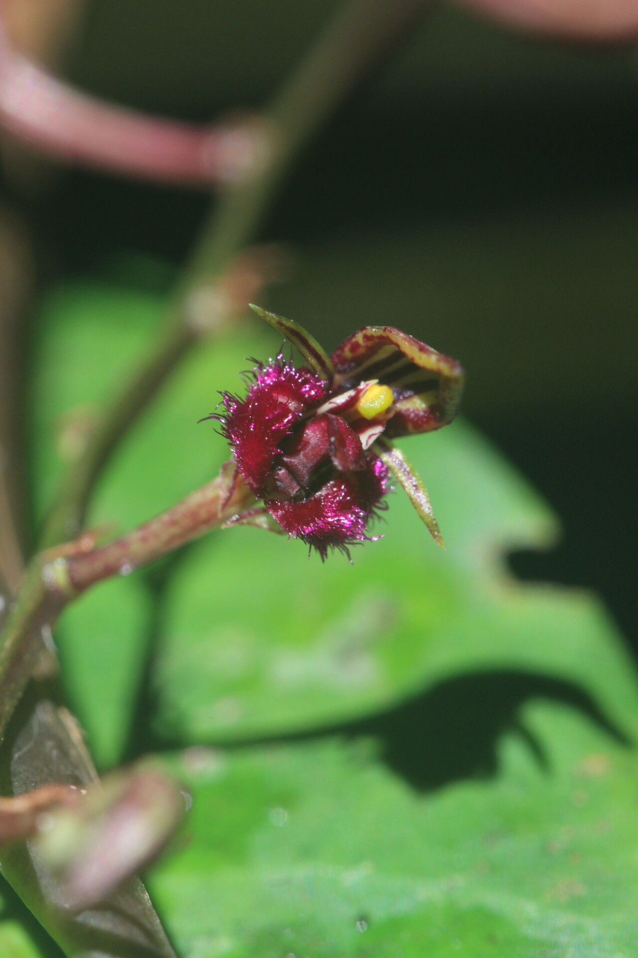 Bulbophyllum fayi — houseplant care guide