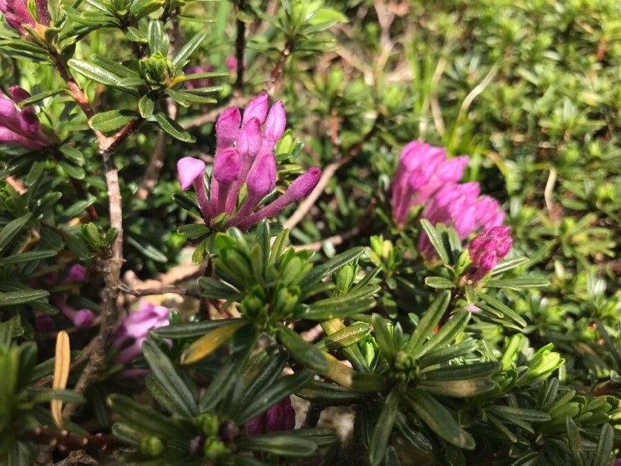 Daphne arbuscula flower