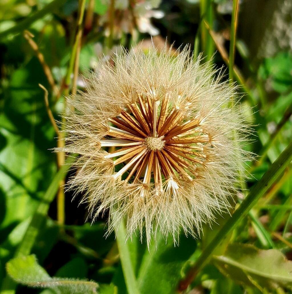 Crepis conyzifolia fruit
