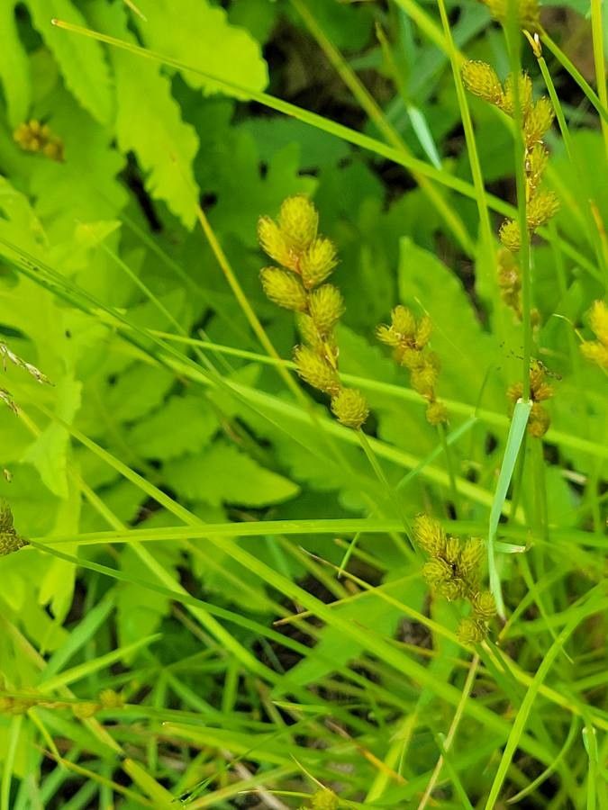 Carex tribuloides