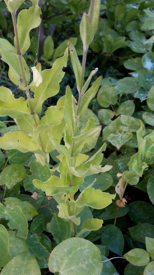 Silene regia — search result for 'Kentucky'