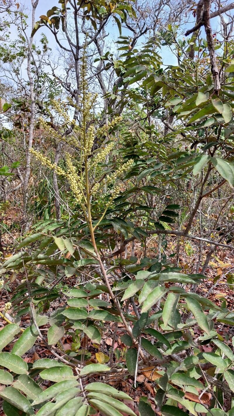 Talisia subalbens flower