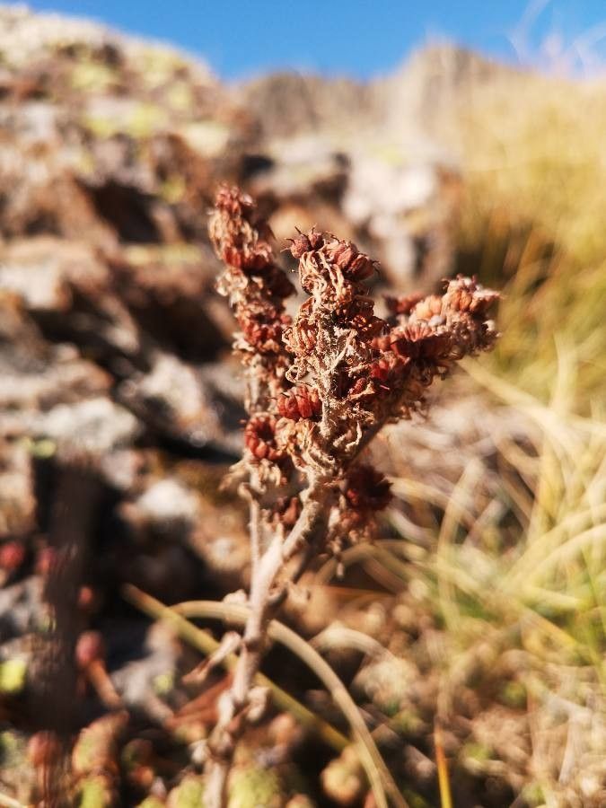 Sempervivum × barbulatum flower