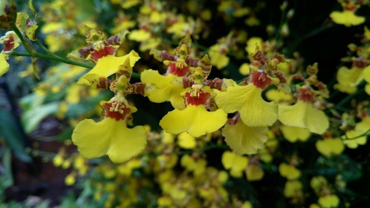 Oncidium altissimum flower