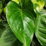 Anthurium andraeanum