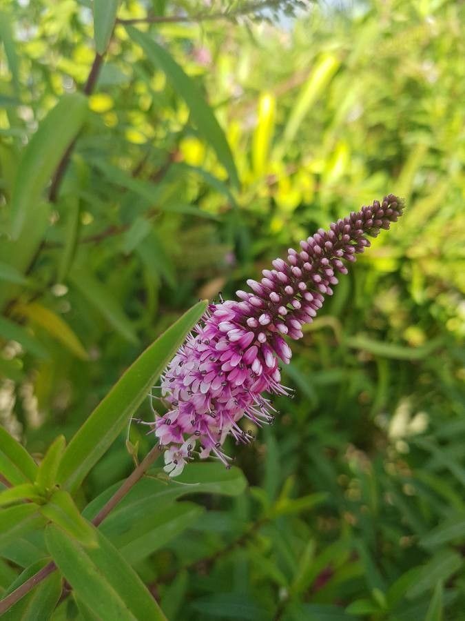 Polygonum ellipticum flower