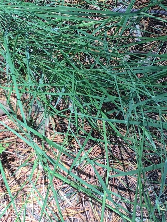 Carex troodi — houseplant care guide