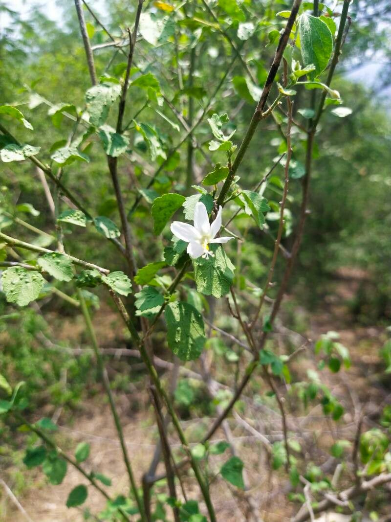 Hibiscus phoeniceus — search result for 'Hibiscus'