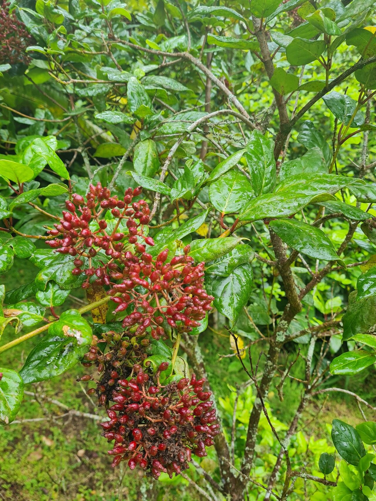 Viburnum treleasei fruit