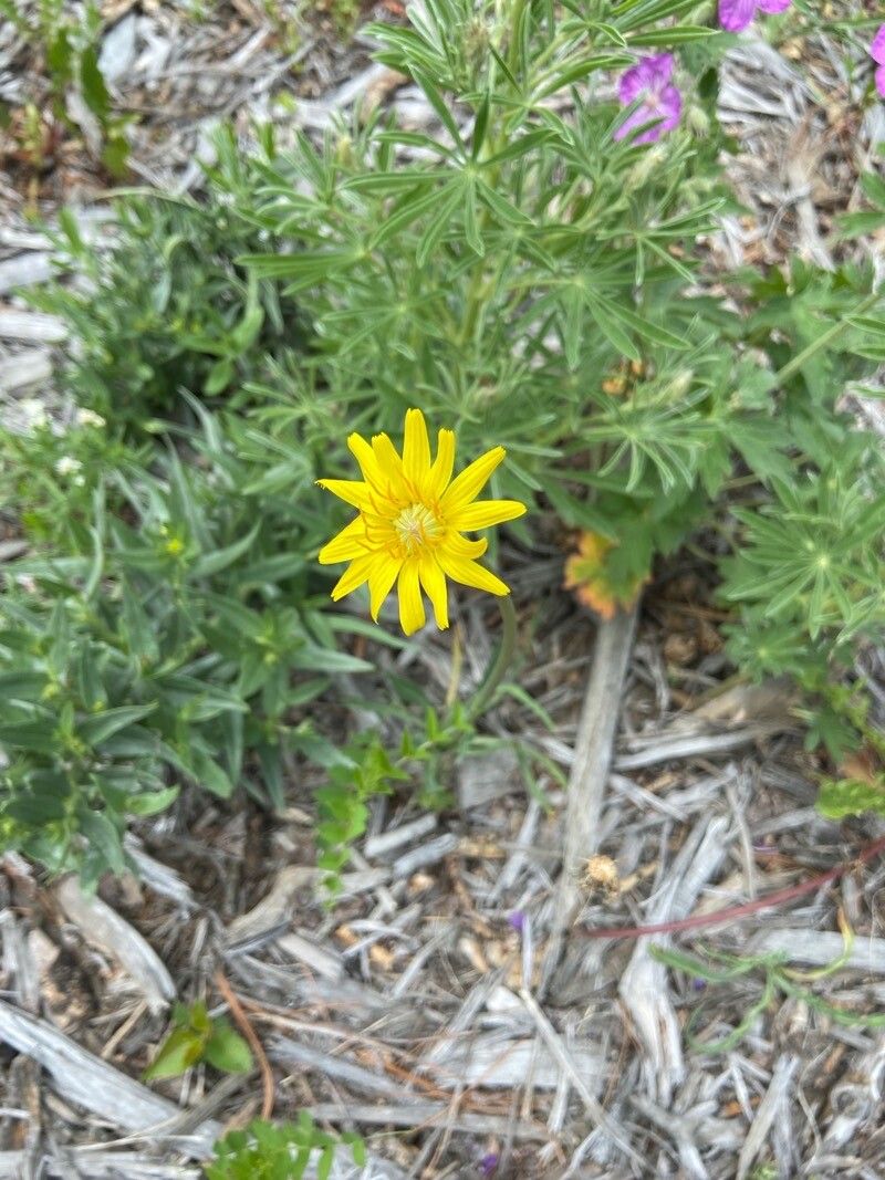 Crepis modocensis — search result for 'Crepis'