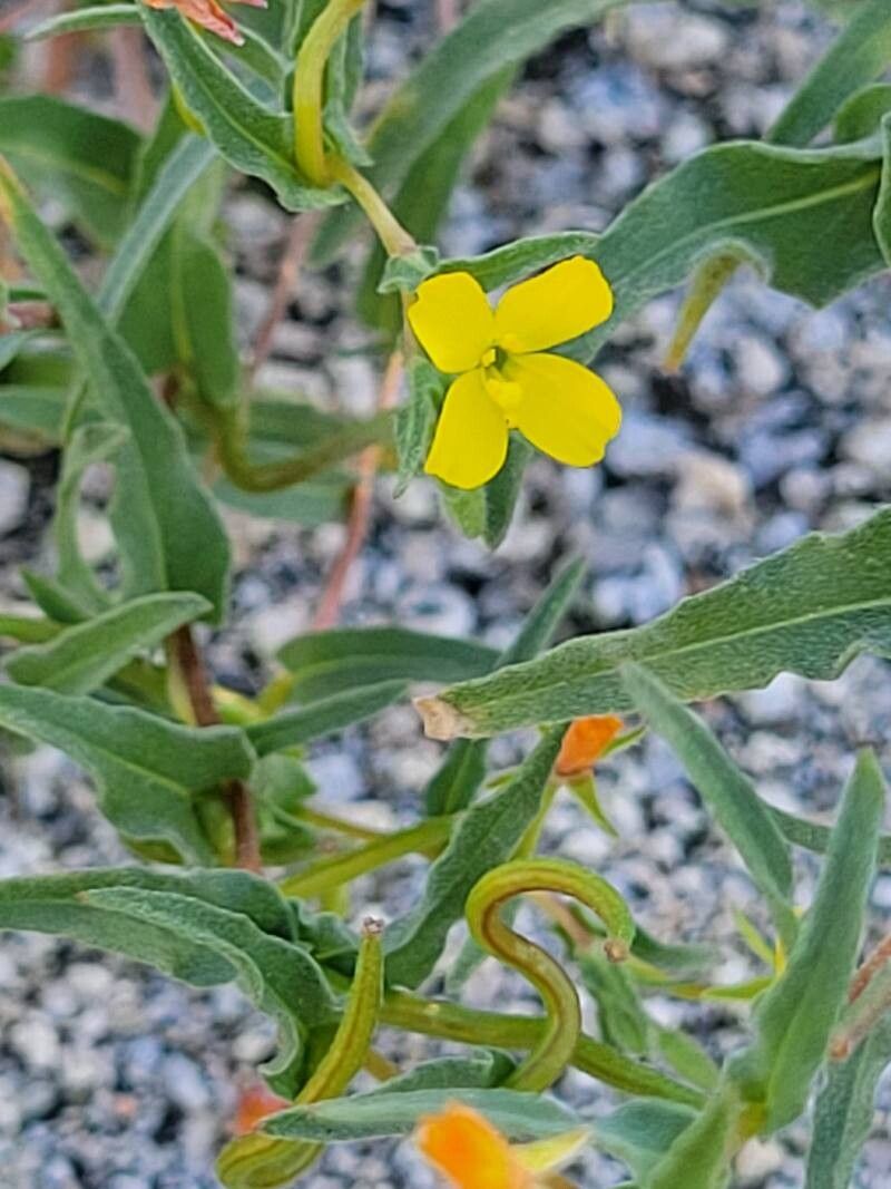 Mentzelia affinis flower