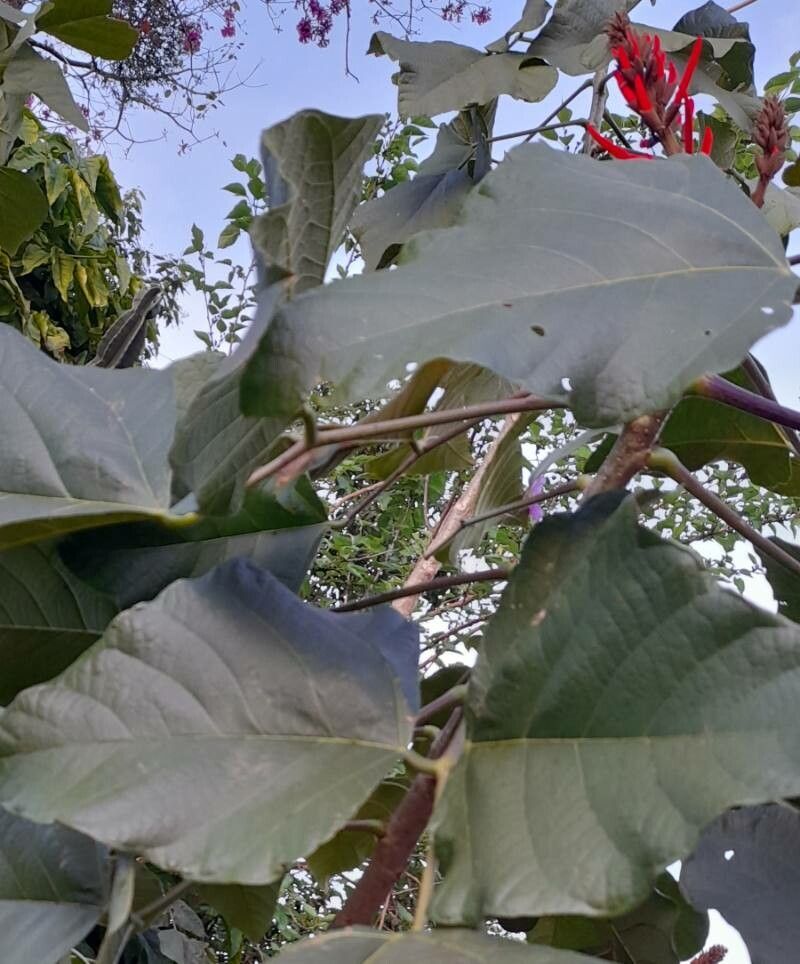Erythrina speciosa leaf