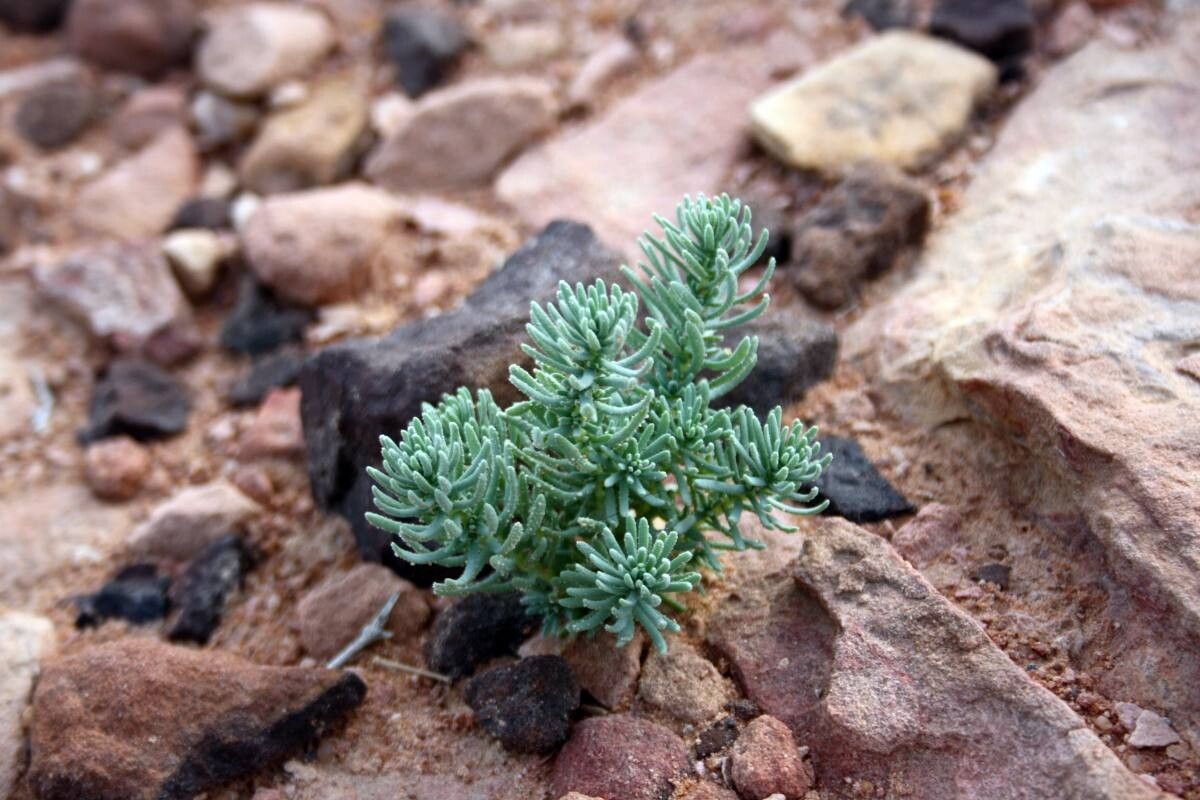 Reaumuria hirtella leaf