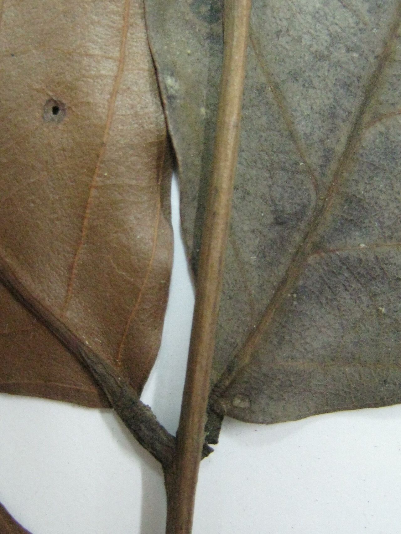 Tachigali melanocarpa other