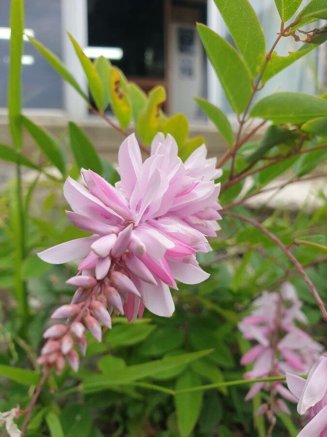 Indigofera decora flower