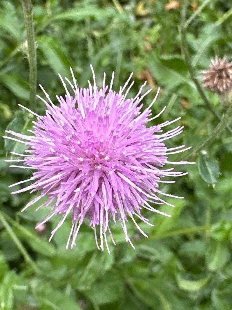 Cirsium texanum flower