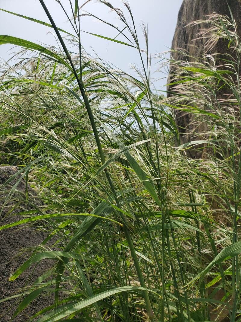 Cenchrus unisetus leaf