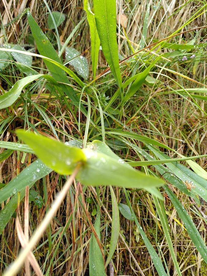 Bupleurum stellatum — search result for 'Bupleurum'