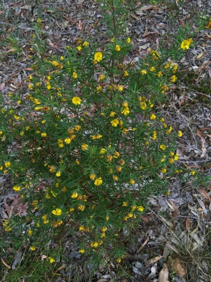 Gompholobium virgatum — houseplant care guide