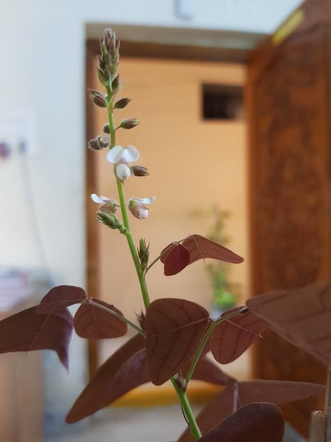 Christia vespertilionis flower