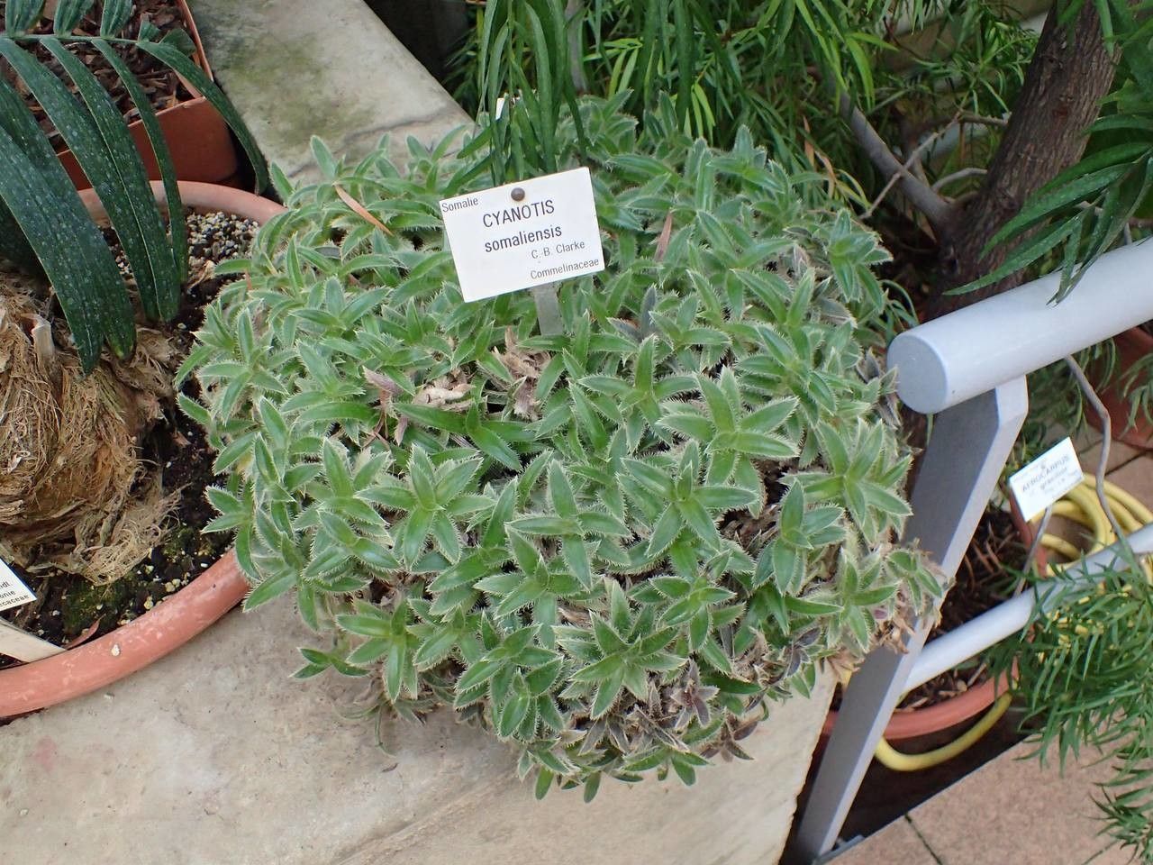 Cyanotis somaliensis habit