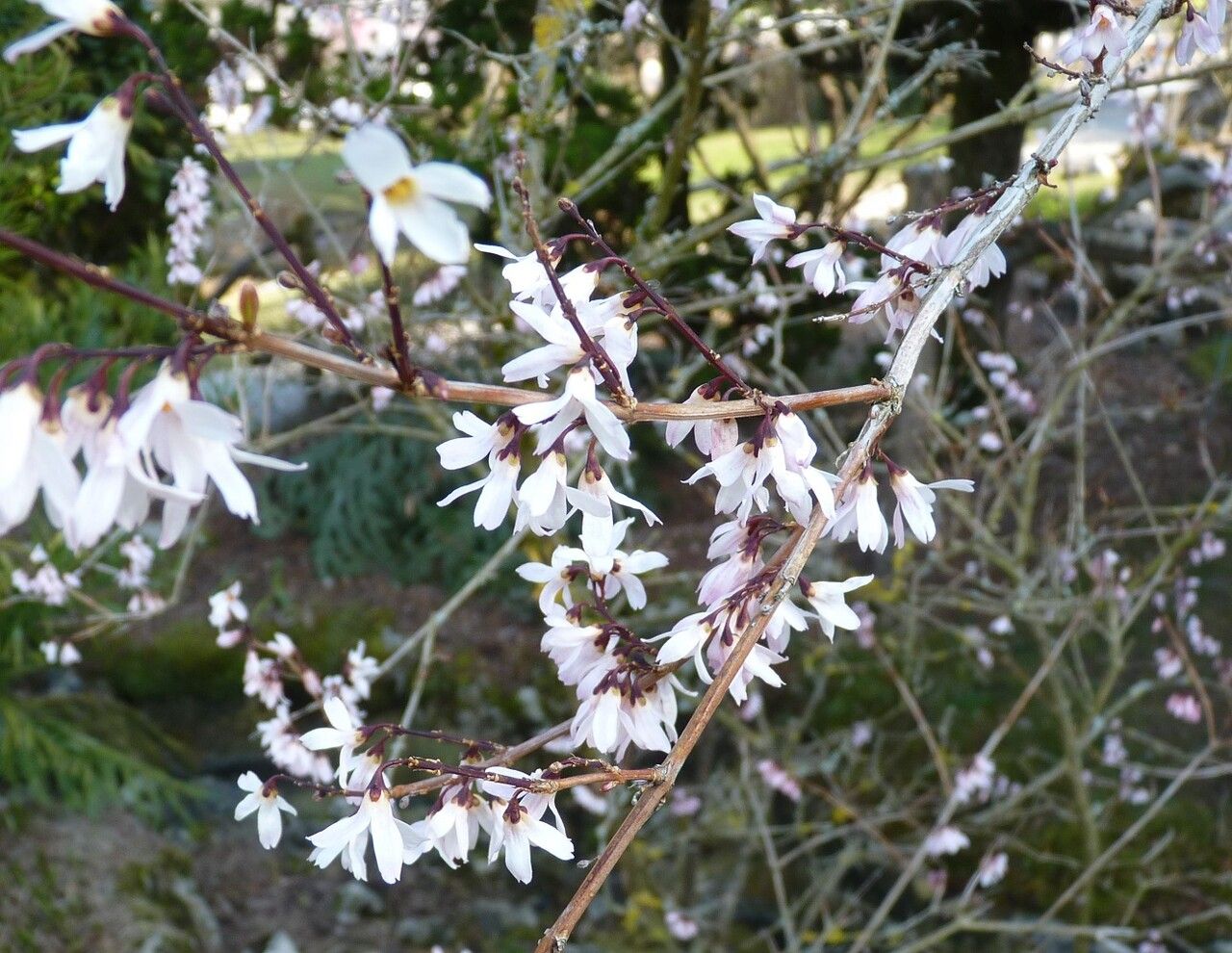 Abeliophyllum distichum other