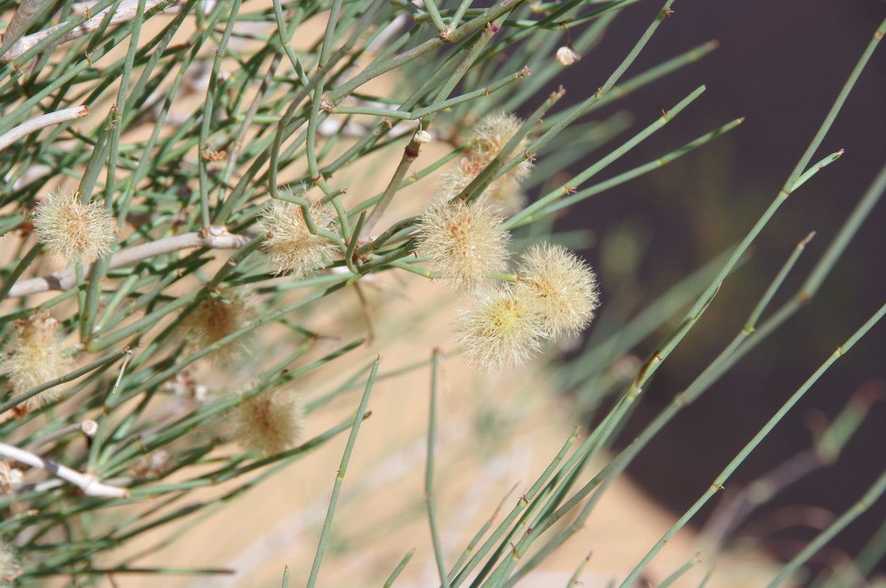 Calligonum polygonoides leaf