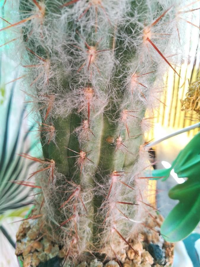 Oreocereus trollii flower