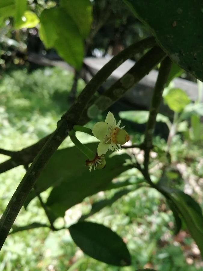 Garcinia madruno flower