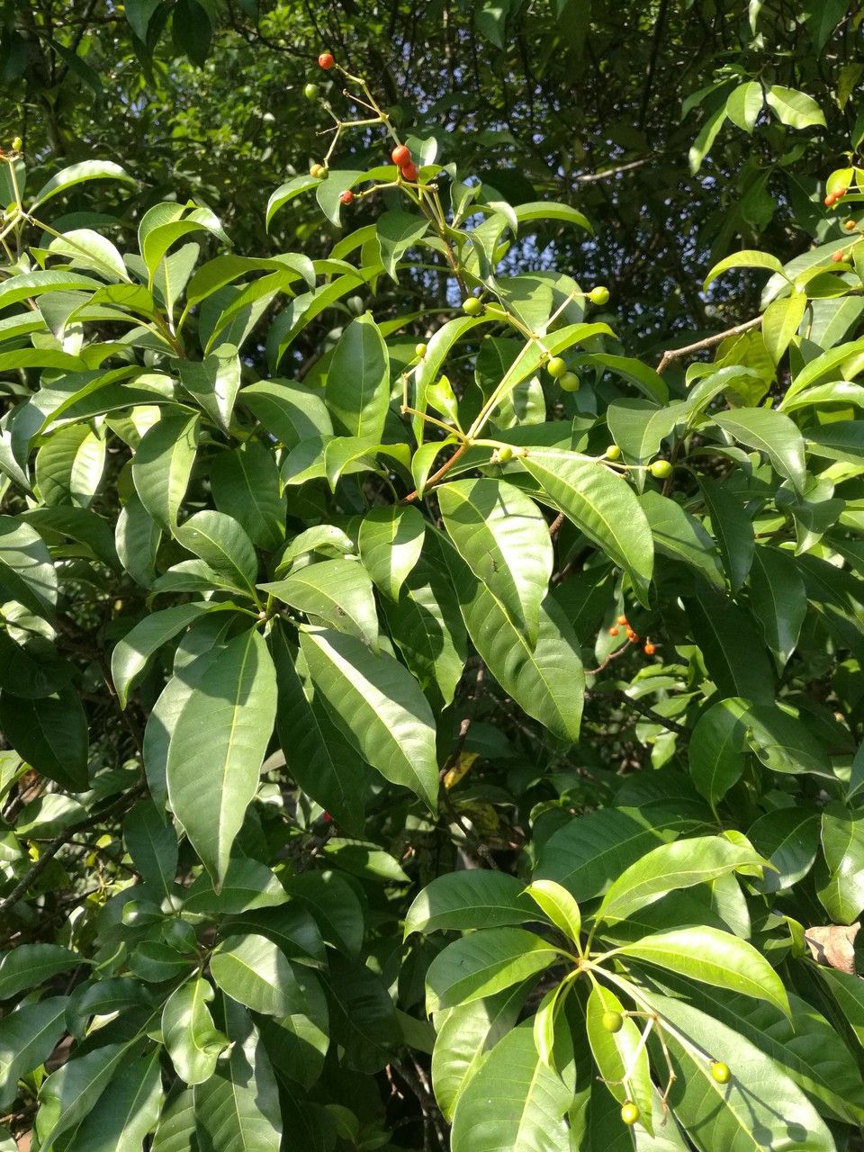 Rauvolfia sumatrana — search result for 'Rauvolfia'