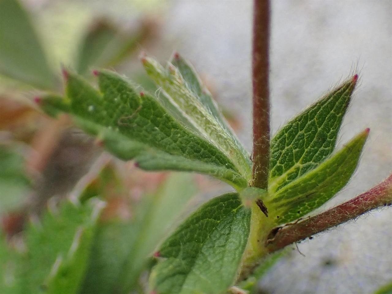 Potentilla frigida bark
