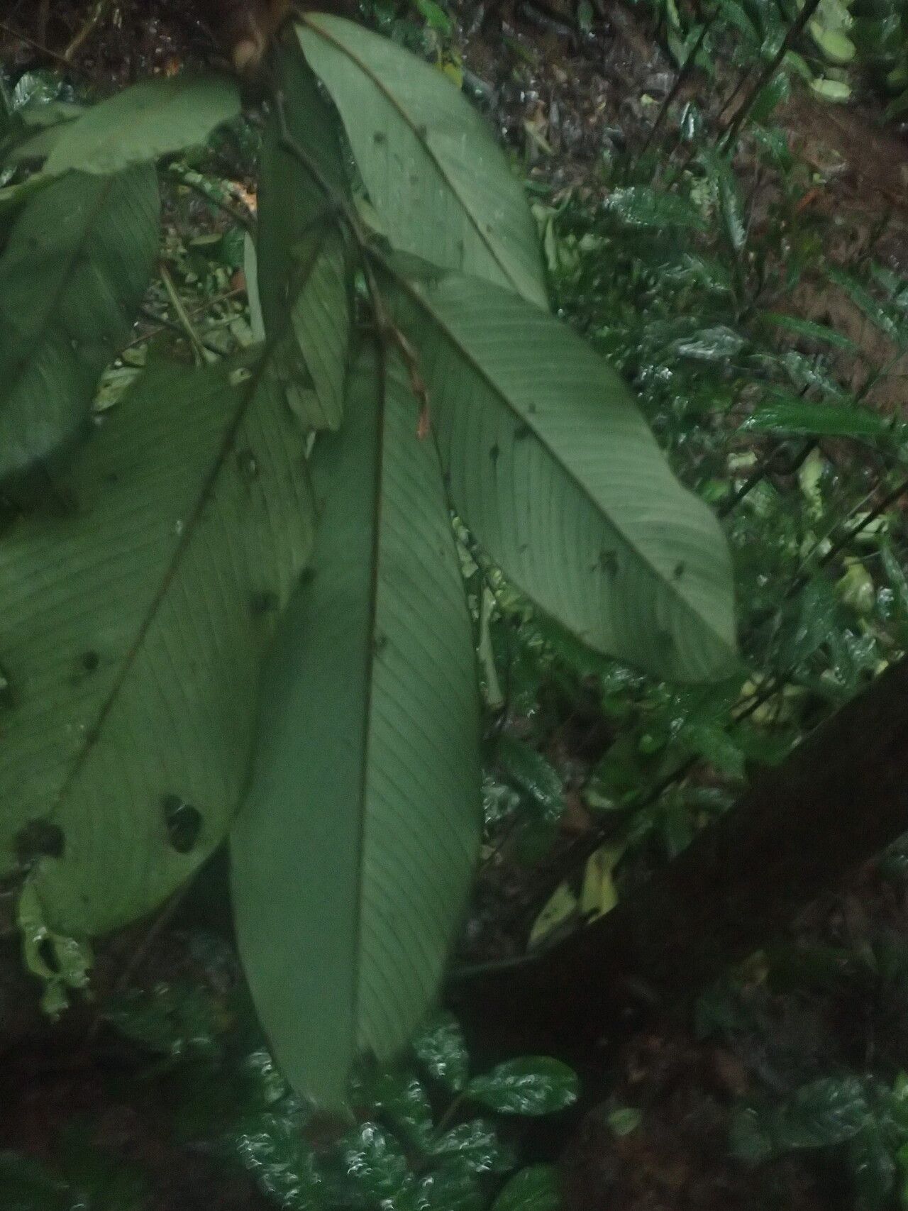 Piptostigma mortehanii leaf