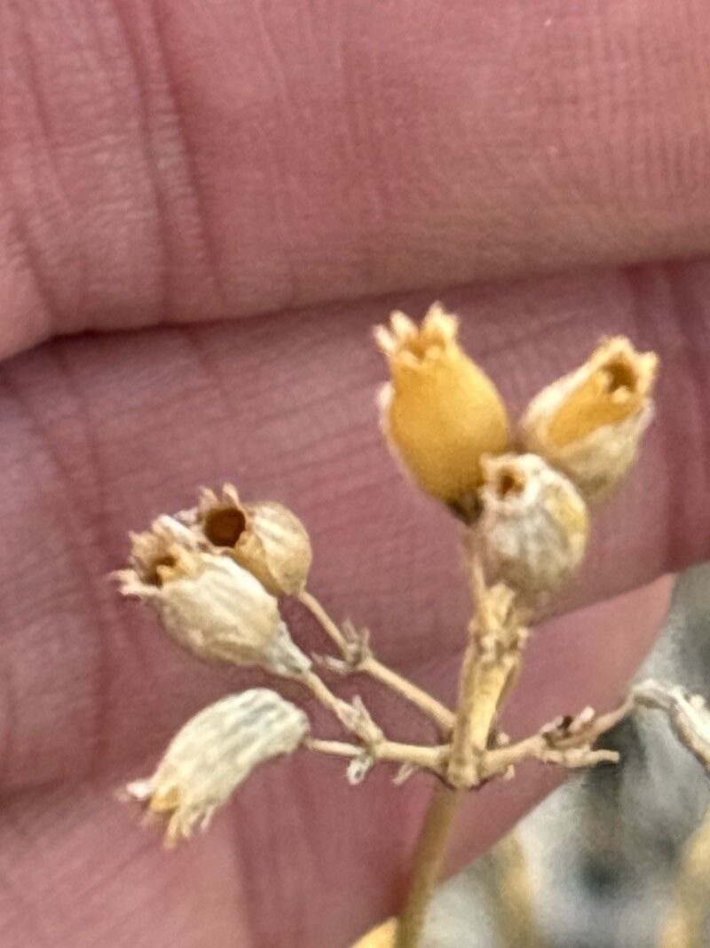 Silene berthelotiana flower