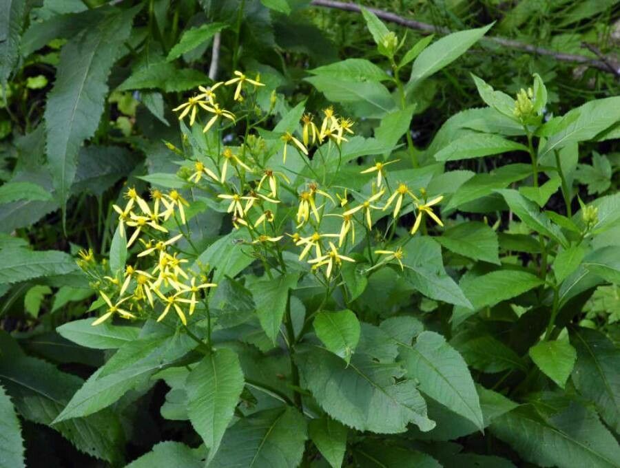 Senecio hercynicus — search result for 'Senecio'