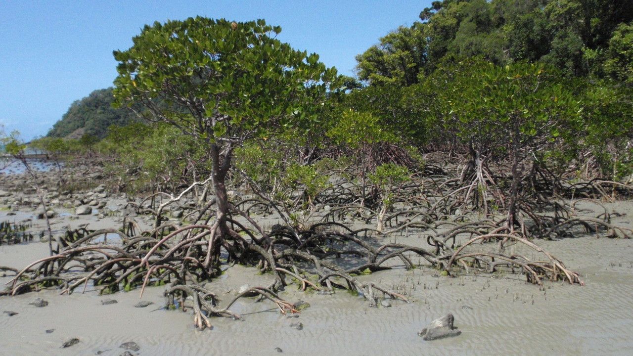 Rhizophora mucronata leaf