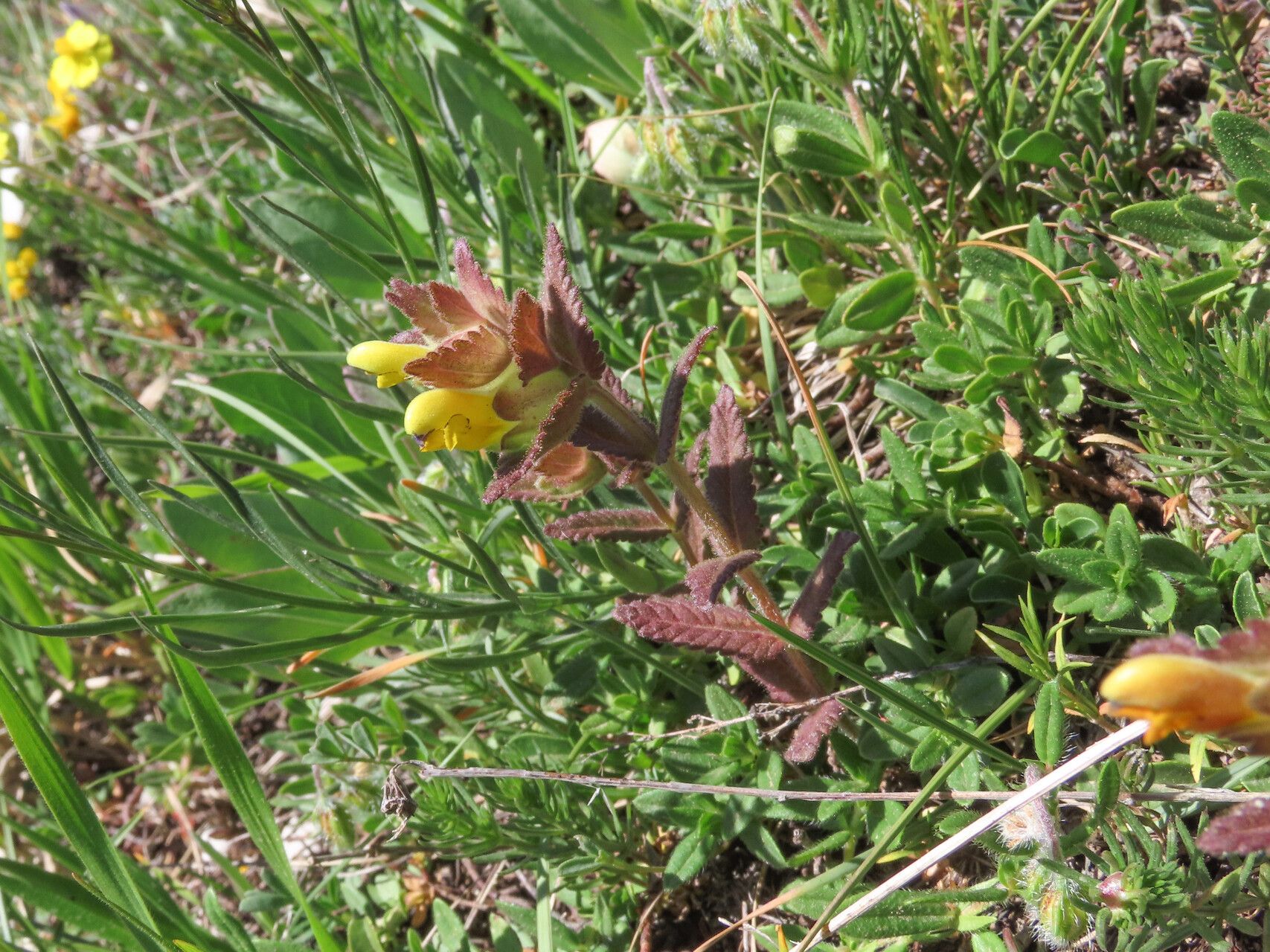 Rhinanthus wettsteinii habit