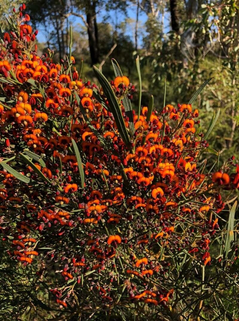 Daviesia horrida — houseplant care guide