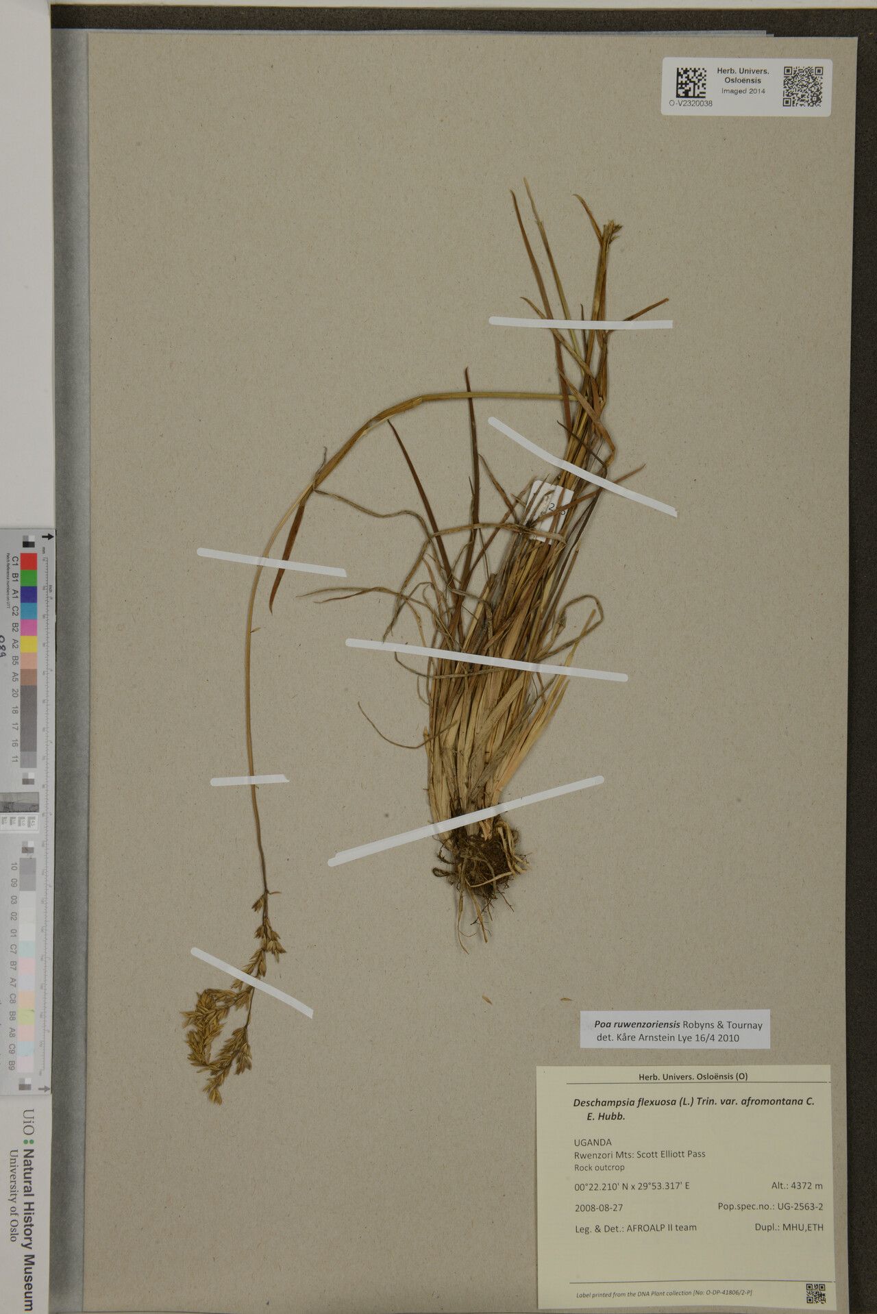 Poa ruwenzoriensis — houseplant care guide