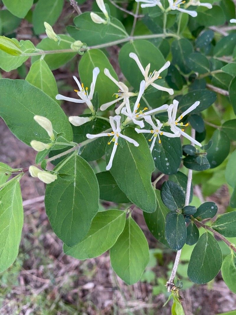 Lonicera morrowii flower