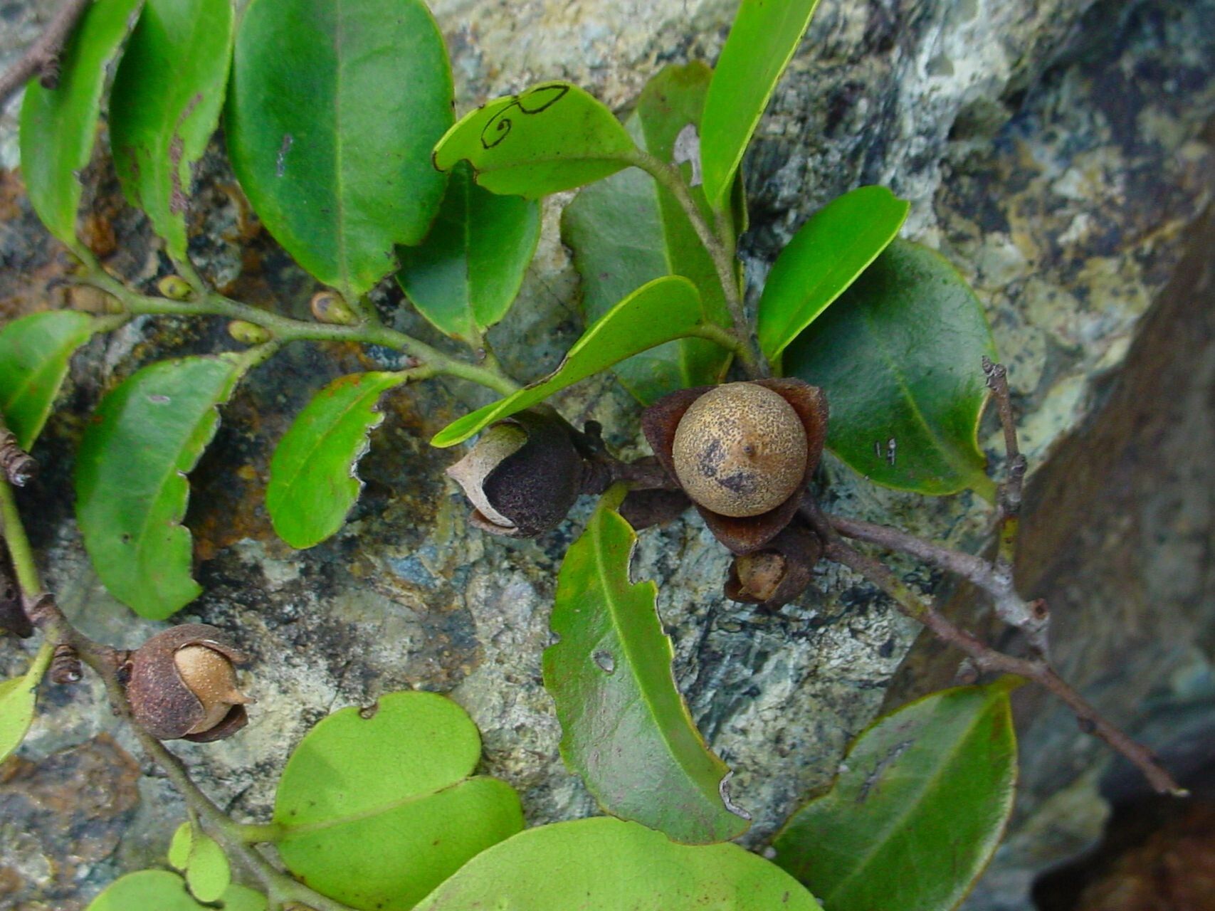 Diospyros hequetiae — houseplant care guide